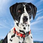 Zgarda Dog-Ident cu stick USB, pentru caini